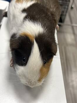 Rescue Guinea Pig Guinea Pigs for Adoption in South Elgin, Illinois - Coco & Hammy | PetCurious